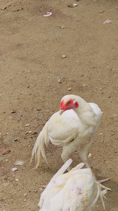 heera aseel