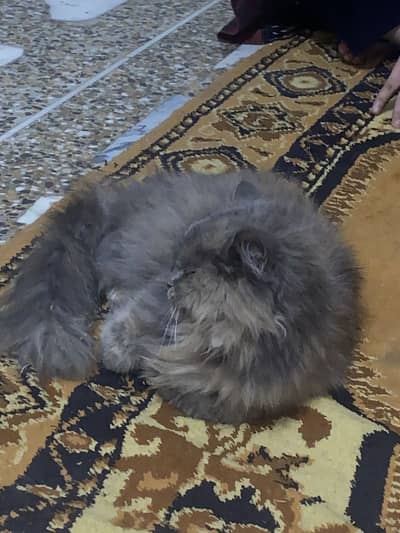Grey persian female cat for sale