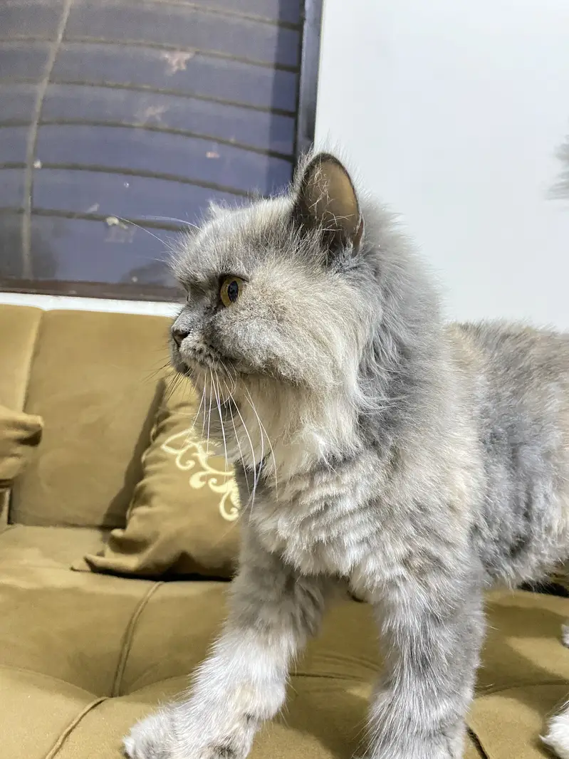Grey persian female cat for sale — photo 2
