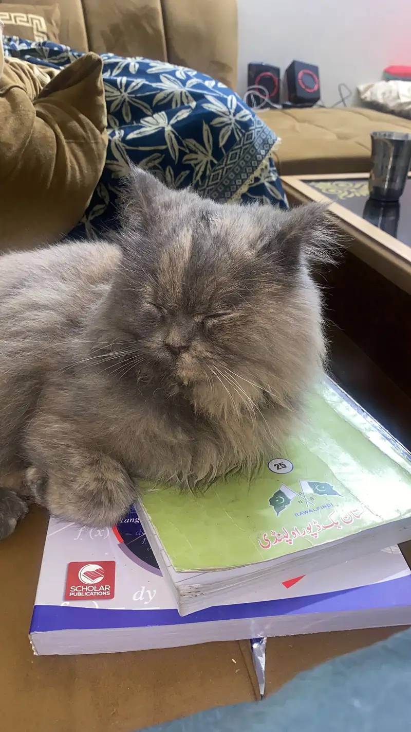 Grey persian female cat for sale — photo 3