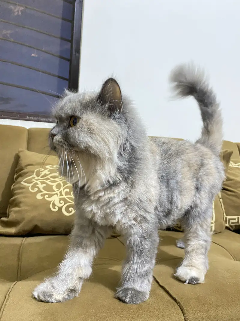Grey persian female cat for sale — photo 5