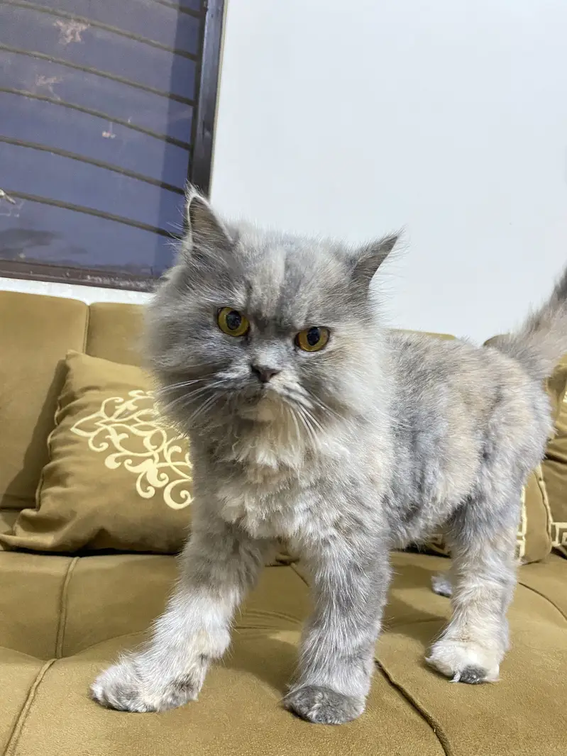 Grey persian female cat for sale — photo 6