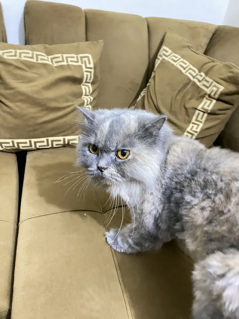 Grey persian female cat for sale — photo 7