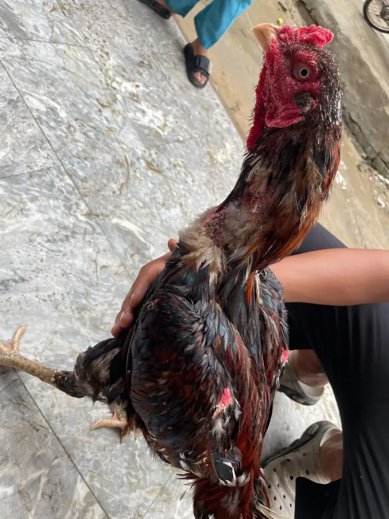 aseel Thai ha cross ma breeder ha — photo 2
