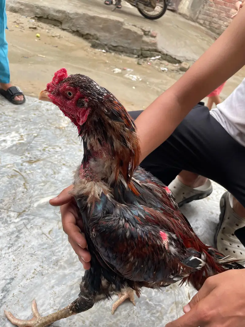 aseel Thai ha cross ma breeder ha — photo 3