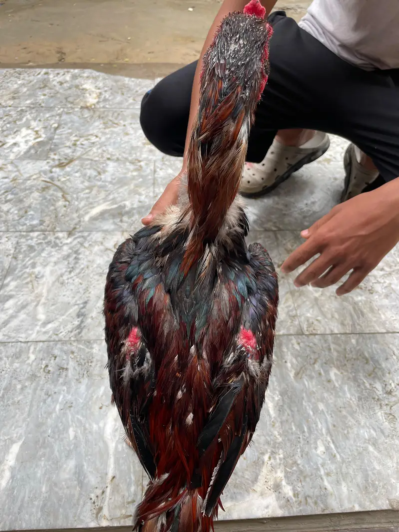 aseel Thai ha cross ma breeder ha — photo 4