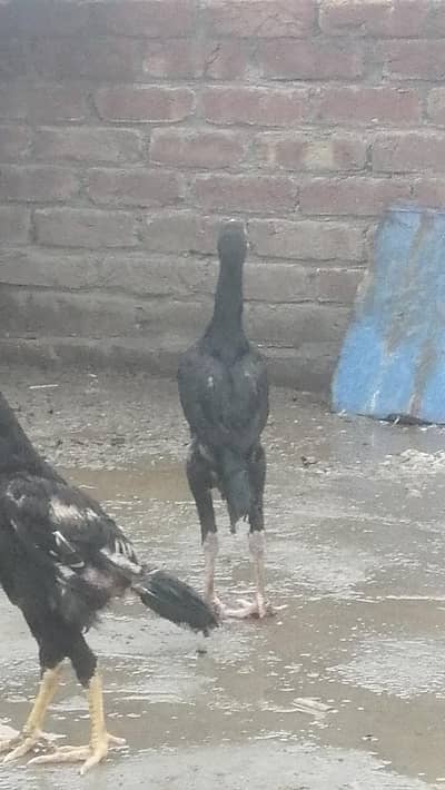 pure Pakistani Aseel chicks male and female aseel