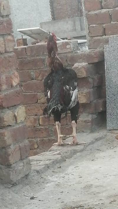 pure Pakistani Aseel chicks male and female aseel