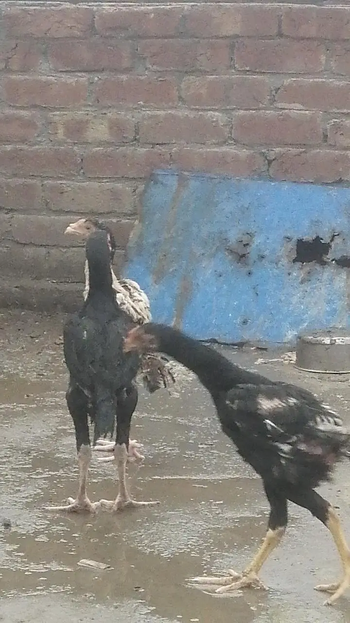 pure Pakistani Aseel chicks male and female aseel — photo 3
