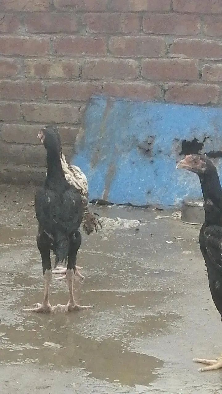 pure Pakistani Aseel chicks male and female aseel — photo 4