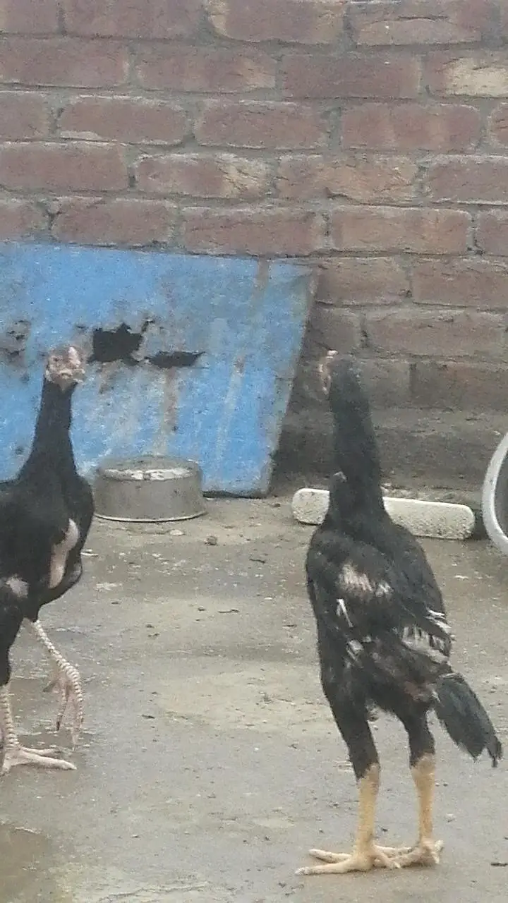 pure Pakistani Aseel chicks male and female aseel — photo 5
