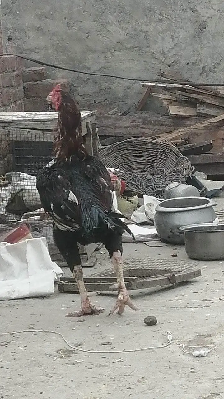 pure Pakistani Aseel chicks male and female aseel — photo 6