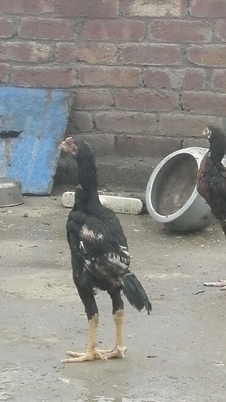 pure Pakistani Aseel chicks male and female aseel — photo 7