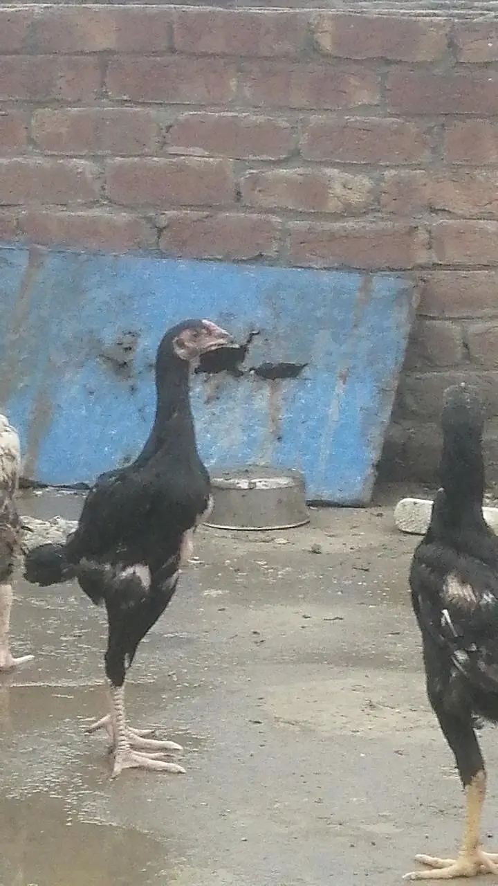 pure Pakistani Aseel chicks male and female aseel — photo 8