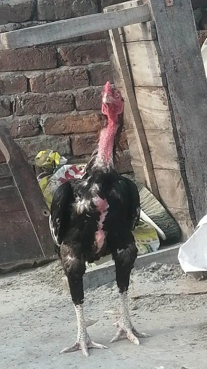 pure Pakistani Aseel chicks male and female aseel — photo 9