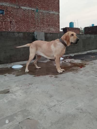 Labrador Female