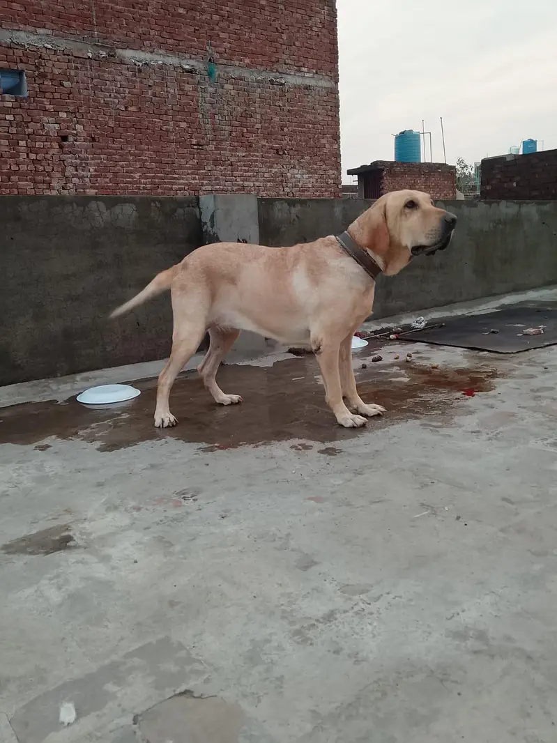 Labrador Female — photo 2