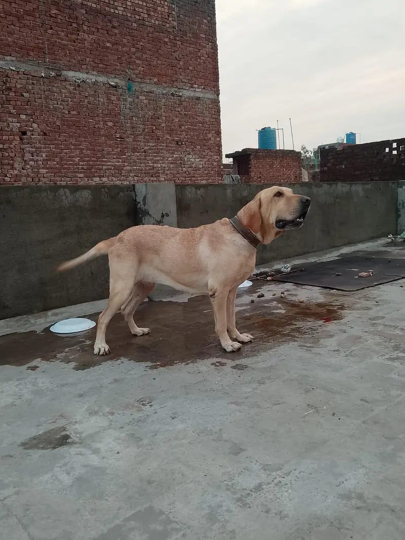 Labrador Female — photo 3