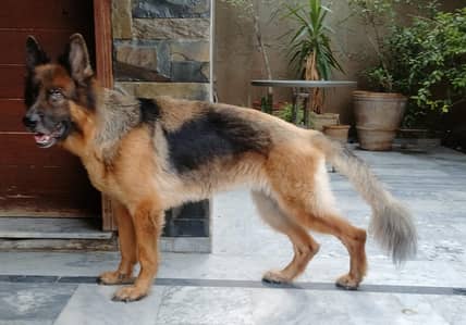 Female German Shepherd