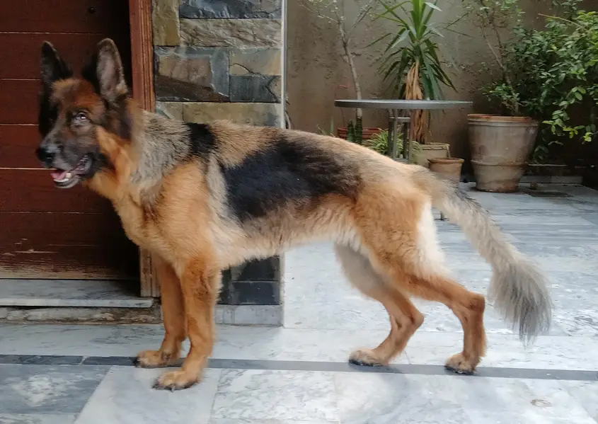 Female German Shepherd — photo 2