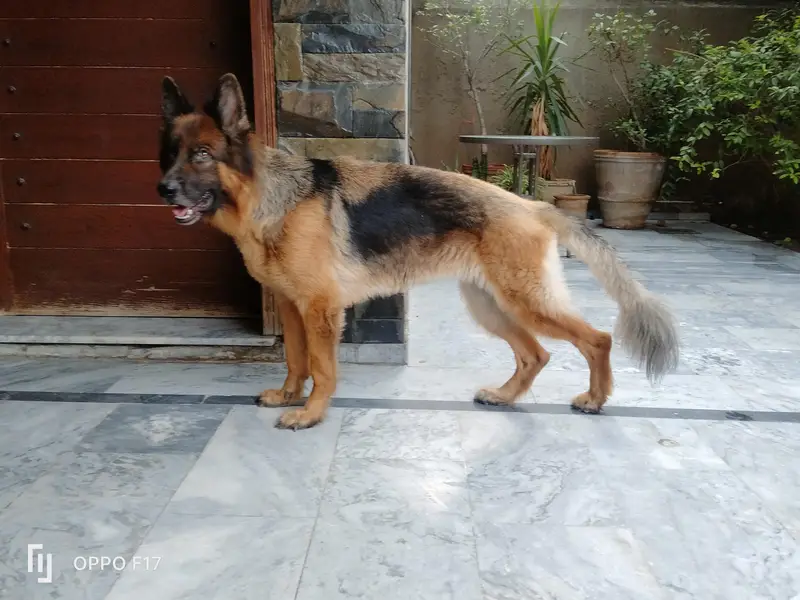Female German Shepherd — photo 3