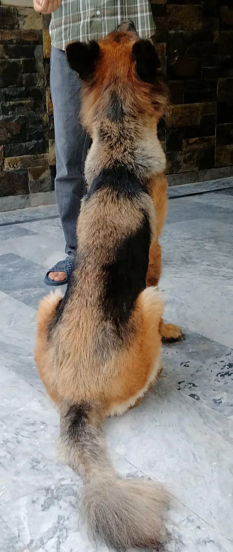 Female German Shepherd — photo 4