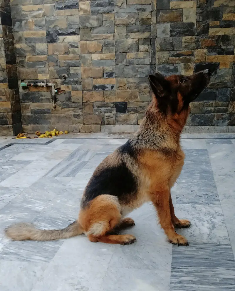 Female German Shepherd — photo 5