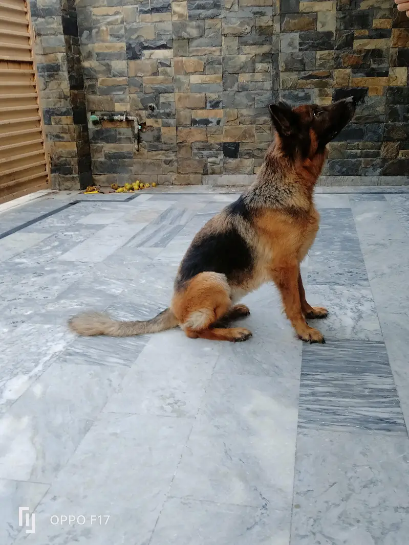 Female German Shepherd — photo 6