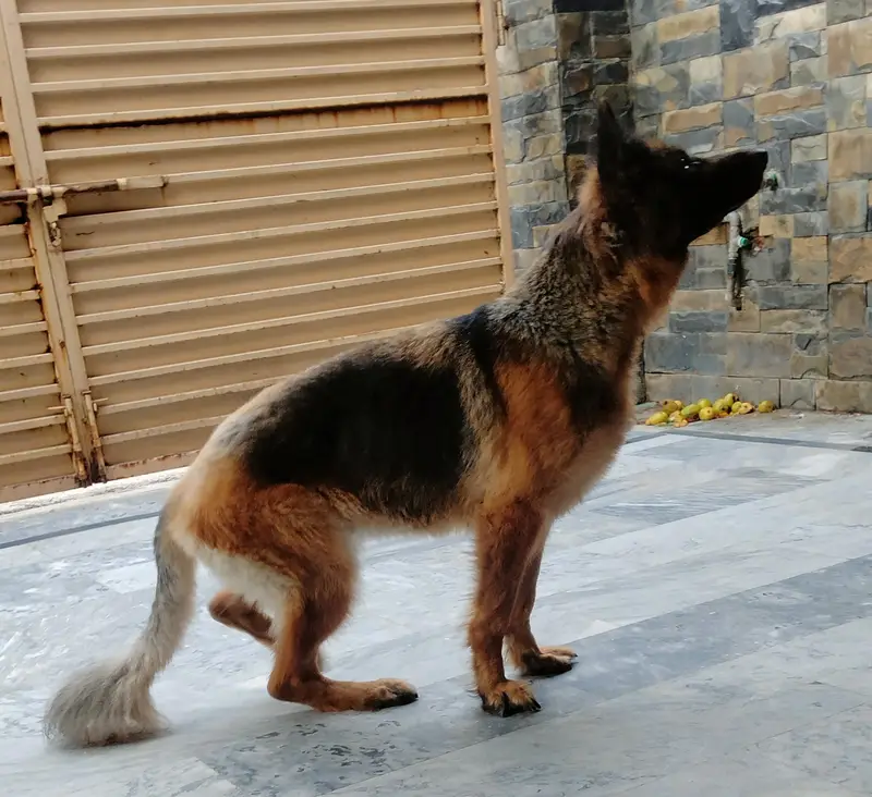 Female German Shepherd — photo 7