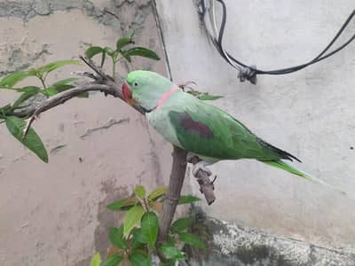 Healthy Talking & Hand Tame Male Long Tail Parrot For Sale