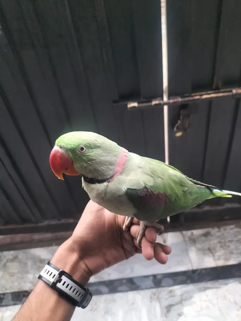 Healthy Talking & Hand Tame Male Long Tail Parrot For Sale — photo 2