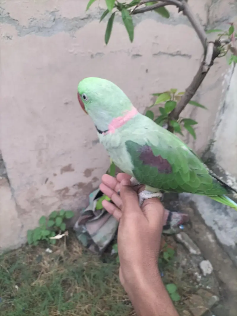 Healthy Talking & Hand Tame Male Long Tail Parrot For Sale — photo 3