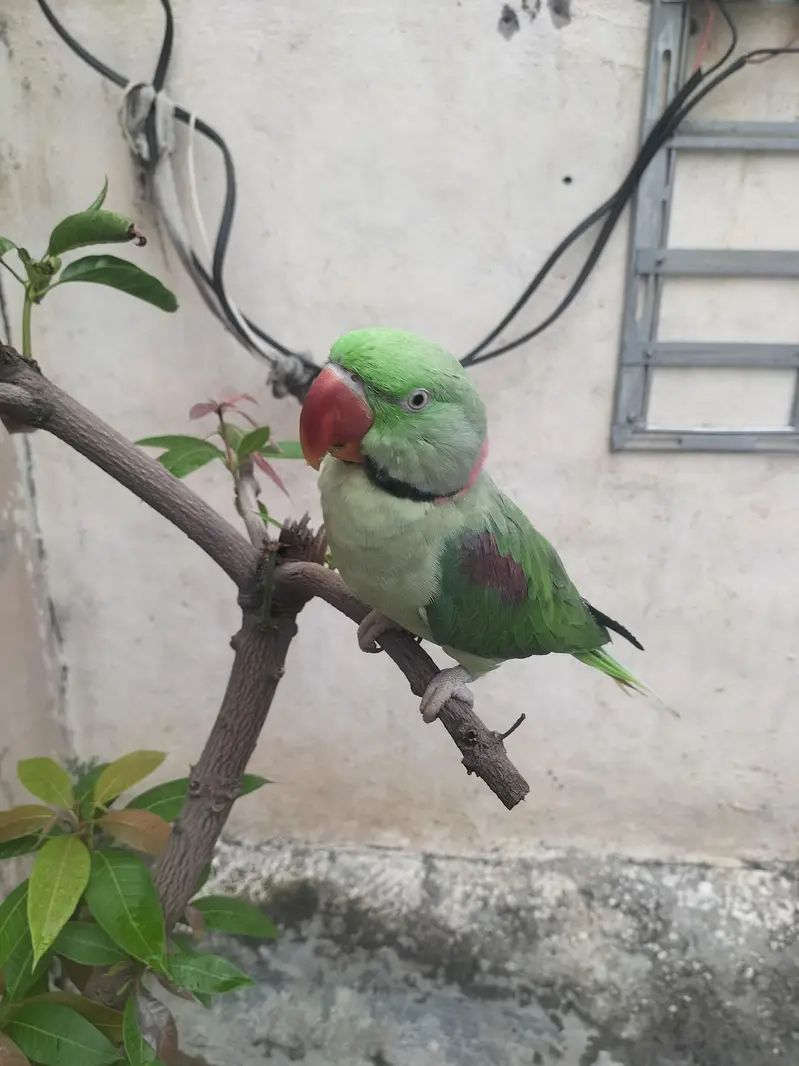 Healthy Talking & Hand Tame Male Long Tail Parrot For Sale — photo 4