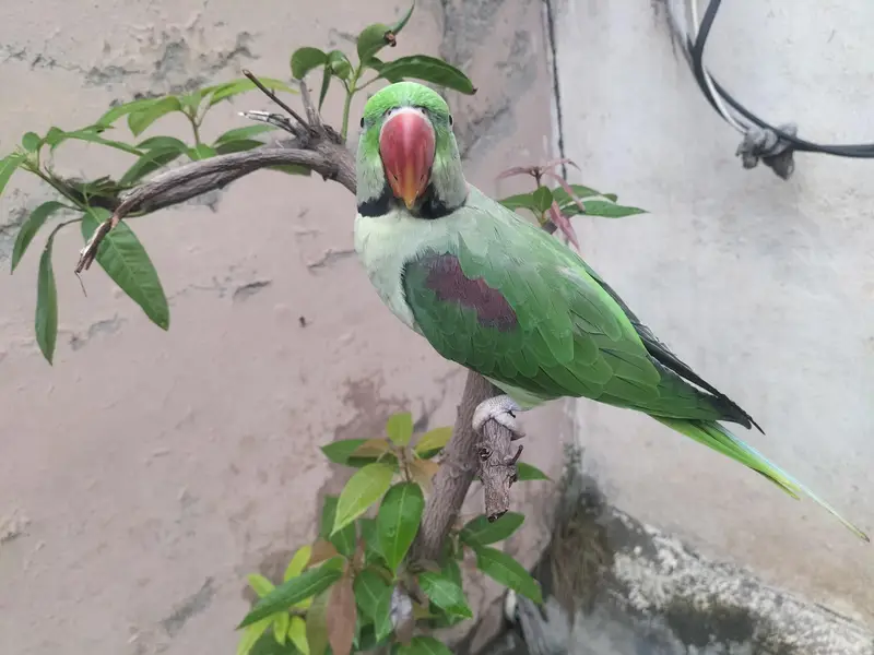 Healthy Talking & Hand Tame Male Long Tail Parrot For Sale — photo 5