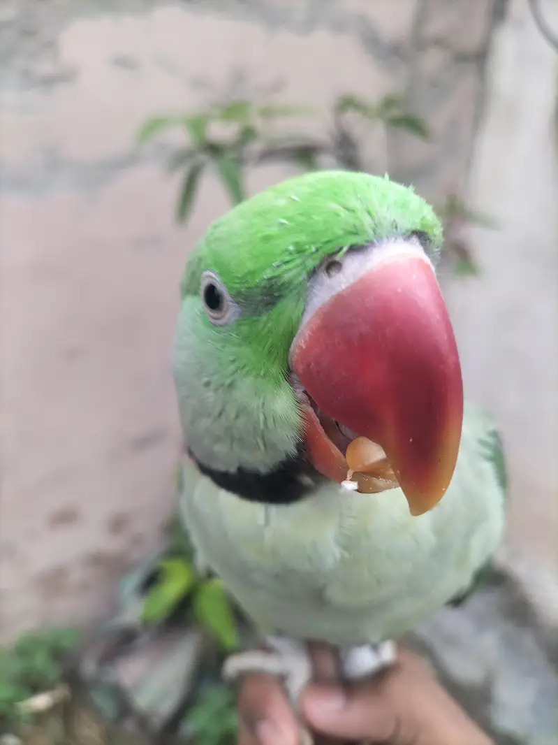 Healthy Talking & Hand Tame Male Long Tail Parrot For Sale — photo 6