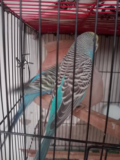 2 budgie breeder pair split black wings and fanw or albino java