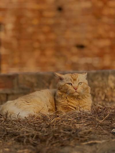 Caats