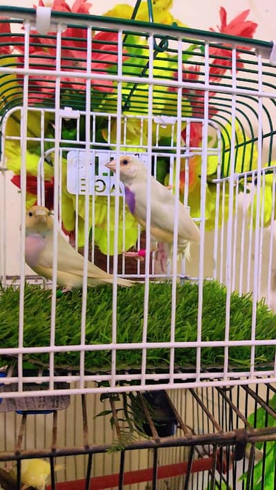 top quality silver split blue confirm ready to breed pair