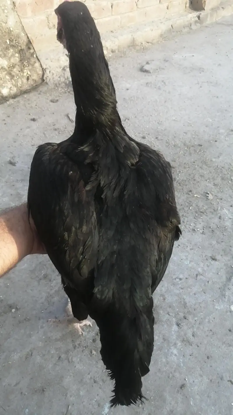 Black Aseel mugri madi egg laying — photo 3