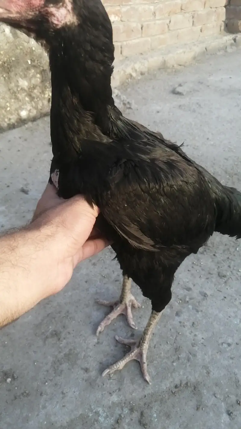 Black Aseel mugri madi egg laying — photo 4