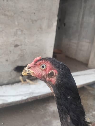 king size shamo for sale