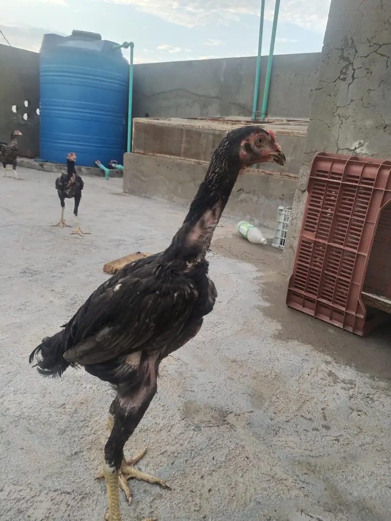 king size shamo for sale — photo 3