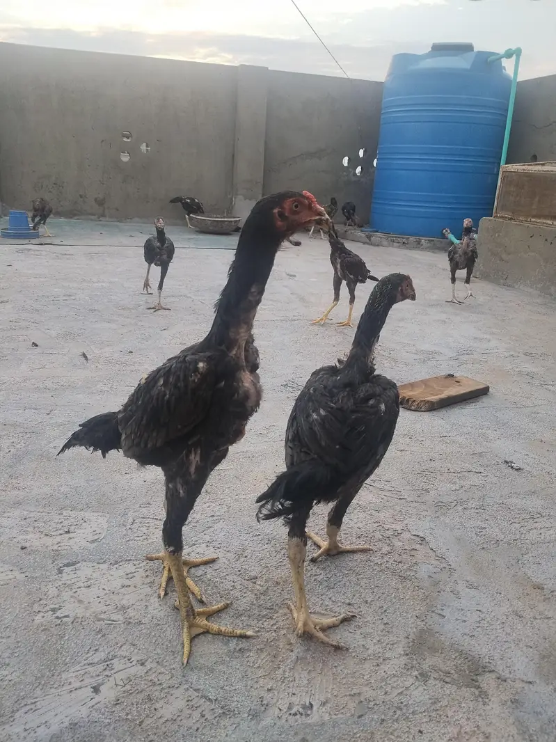 king size shamo for sale — photo 4