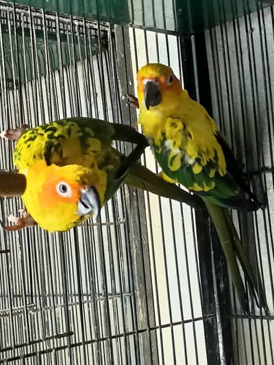 Lovebirds | Sunconure | Blue Cinnamon | Turquoise | Red Moluccan Lory