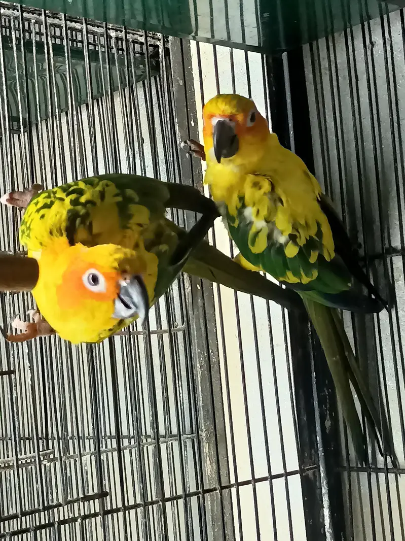 Lovebirds | Sunconure | Blue Cinnamon | Turquoise | Red Moluccan Lory