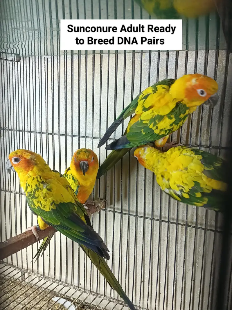 Lovebirds | Sunconure | Blue Cinnamon | Turquoise | Red Moluccan Lory — photo 2
