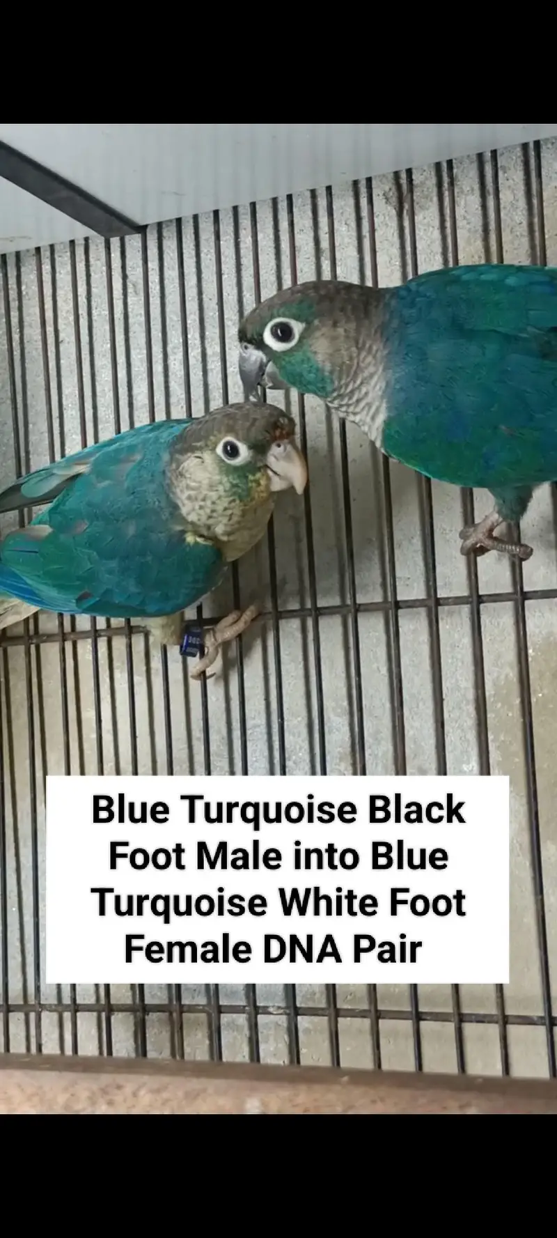 Lovebirds | Sunconure | Blue Cinnamon | Turquoise | Red Moluccan Lory — photo 3