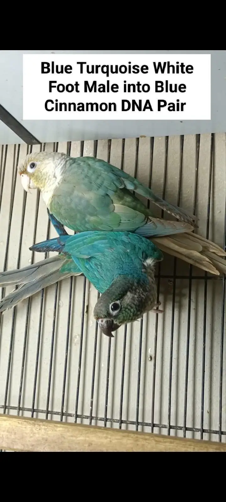 Lovebirds | Sunconure | Blue Cinnamon | Turquoise | Red Moluccan Lory — photo 5