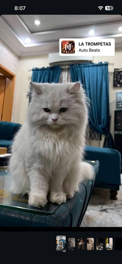 Pure Persian female cat