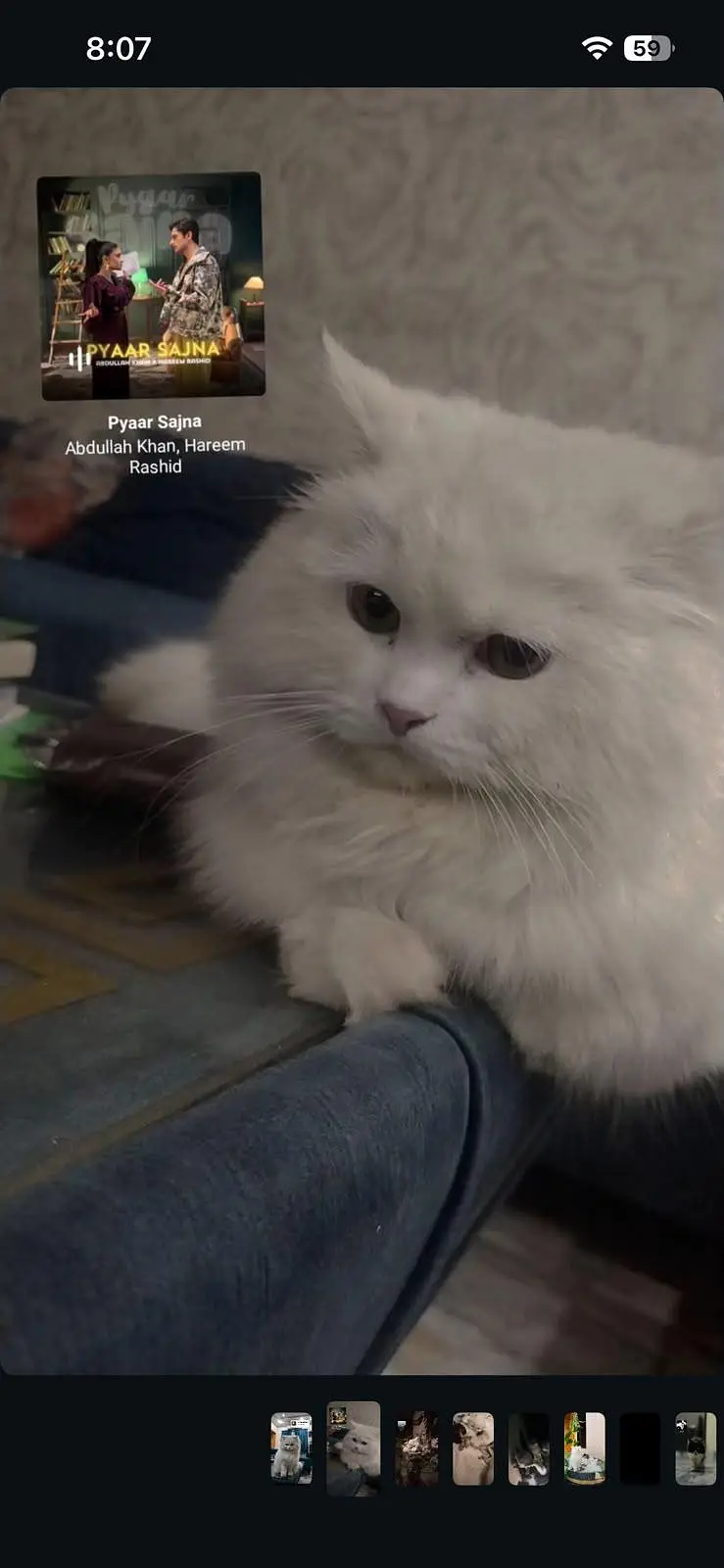 Pure Persian female cat — photo 2